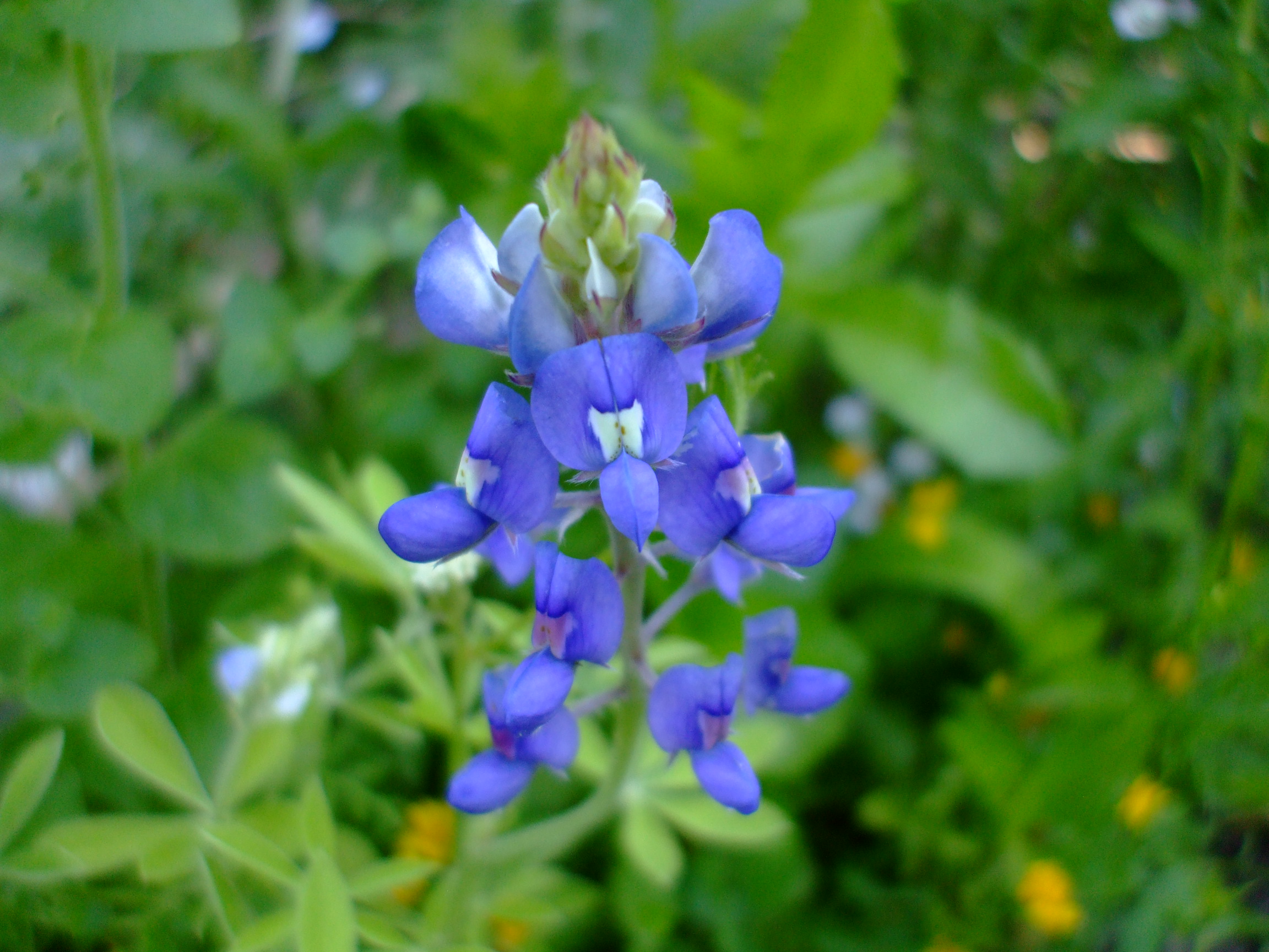 Lupinus texensis